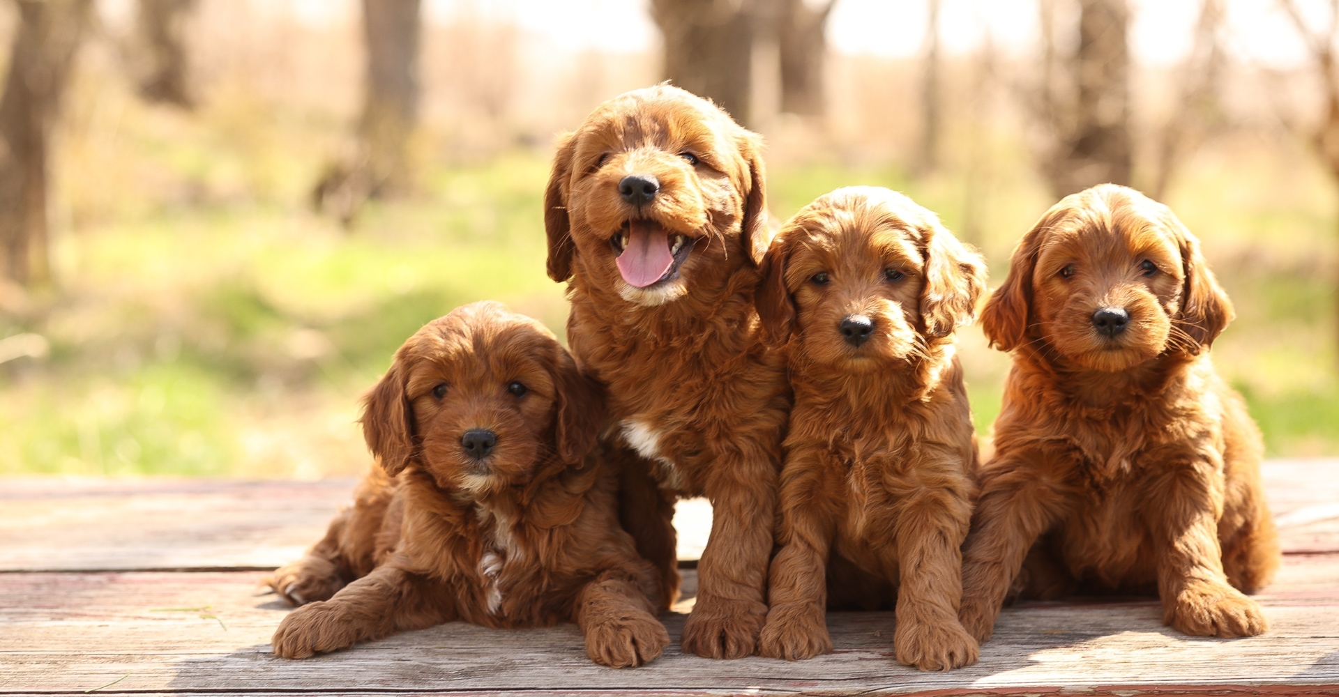 F1 Mini Goldendoodles Picnic Table.jpg
